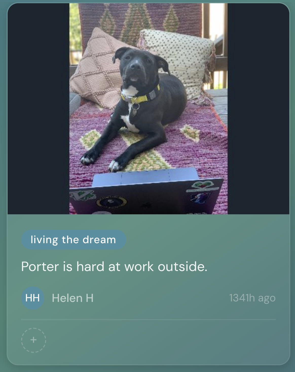 Small dog Porter resting on a blanket next to a laptop in an outdoor work setup